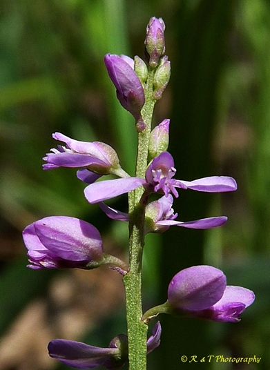 {Polygala polygama}